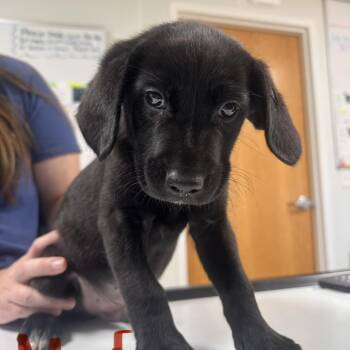 Mufasa -  Australian Shepherd and Labrador Retriever Dog for Adoption in Pekin, Illinois - Mufasa | PetCurious