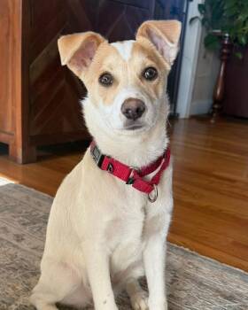 Terrier Dogs Available for Adoption in Wappingers Falls, New York - Shelby | PetCurious