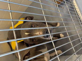 Bronn -  American Staffordshire Terrier Dog for Adoption in Kingman, Arizona - Bronn | PetCurious