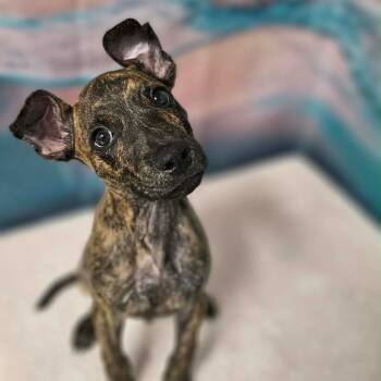 RC -  Pit Bull Terrier and Mixed Breed Dog for Adoption in Griswold, Connecticut - RC | PetCurious