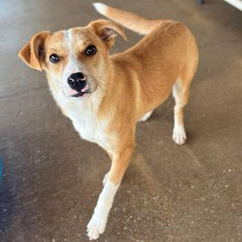 Carey -  Mixed Breed and Cardigan Welsh Corgi Dog for Adoption in Nashville, Tennessee - Carey | PetCurious