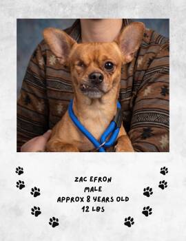 Zac efron -  Chihuahua Dog for Adoption in Las Vegas, New Mexico - Zac Efron | PetCurious