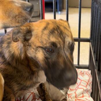 Terrier Dogs Available for Adoption - Bennett | PetCurious