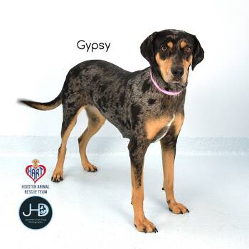 Rescue Catahoula Leopard Dog and Mixed Breed Dogs for Adoption - Gypsy | PetCurious