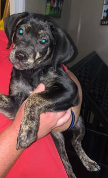 Rescue Labrador Retriever Dogs for Adoption in Grand Bay, Alabama - Daisy Mae | PetCurious