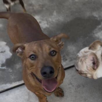 Antonio -  Dachshund Dog for Adoption in Las Vegas, Nevada - Antonio | PetCurious