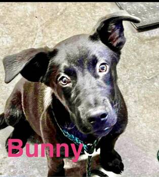 Rescue American Staffordshire Terrier Dogs for Adoption in Austin, Texas - Bunny | PetCurious