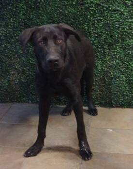 Rescue Labrador Retriever and Mixed Breed Dogs for Adoption in El Paso, Texas - 59835941 | PetCurious