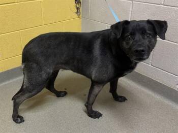 OCEAN -  Labrador Retriever and Mixed Breed Dog for Adoption in Colorado Springs, Colorado - OCEAN | PetCurious