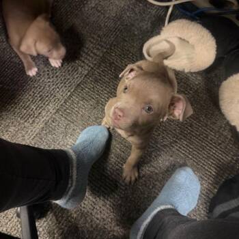 Cane Corso and Mixed Breed Dogs Available for Adoption in Dayton, Ohio - Nova | PetCurious