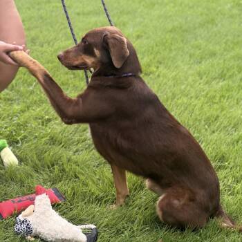 BRENDA -  Labrador Retriever Dog for Adoption in Locust Fork, Alabama - BRENDA | PetCurious