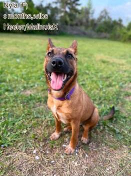 Nyla -  Australian Cattle Dog Blue Heeler Dog for Adoption in Pomfret, Connecticut - Nyla | PetCurious
