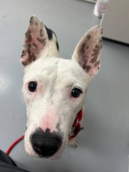 Perry -  Pit Bull Terrier Dog Available for Adoption in Hartsville, South Carolina - Perry | PetCurious