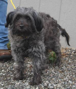 Maltese and Poodle Dogs Available for Adoption in Vacaville, California - Duchess | PetCurious