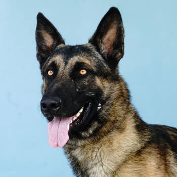 Rescue German Shepherd Dog Dogs for Adoption in Pasadena, California - TITO | PetCurious