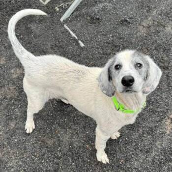Sweet Pea -  Beagle and Hound Dog for Adoption in Quakertown, Pennsylvania - Sweet Pea | PetCurious