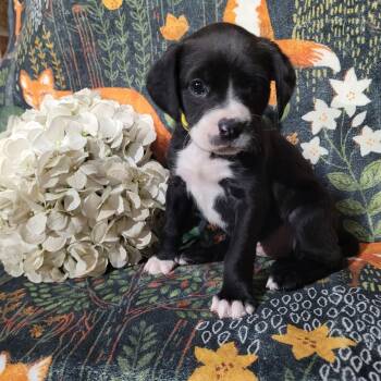 Pit Bull Terrier Dogs Available for Adoption - Daisy - Zelda