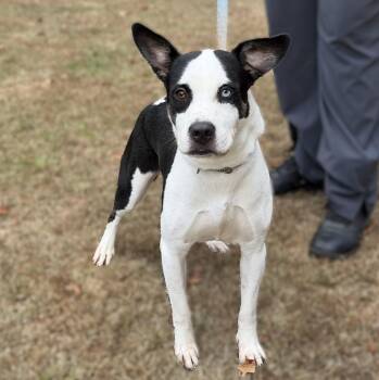 Abigail Marston -  Pointer Dog for Adoption in Slidell, Louisiana - Abigail Marston | PetCurious