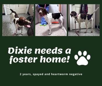 Needs Foster Dixie (IN) -  English Pointer Dog for Adoption in Bridgeton, New Jersey - Needs Foster Dixie (IN) | PetCurious
