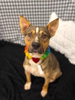 Germany -  Pit Bull Terrier Dog for Adoption in Sedalia, Colorado - Germany | PetCurious