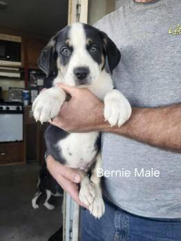 Shepherd Dogs Available for Adoption in Mesa, Arizona - Bernie | PetCurious