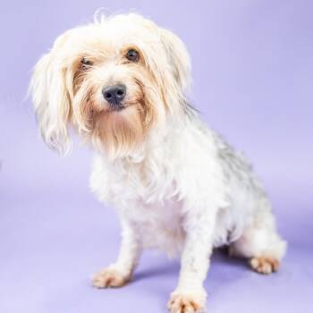 Spring -  Terrier Dog for Adoption in Portland, Oregon - Spring | PetCurious