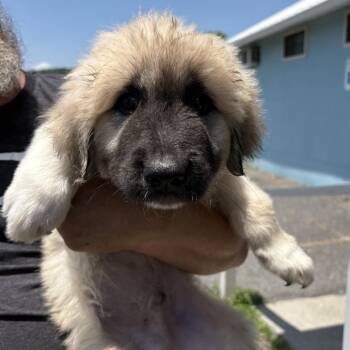 Badger -  Great Pyrenees and Anatolian Shepherd Dog for Adoption in Jefferson City, Tennessee - Badger | PetCurious