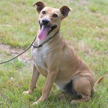 Billy -  Yellow Labrador Retriever Dog for Adoption in Okolona, Mississippi - Billy | PetCurious