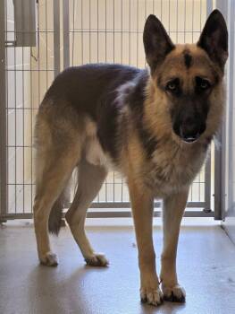 26-373 Charlie -  German Shepherd Dog Dog for Adoption in Lindenhurst, New York - 26-373 Charlie | PetCurious