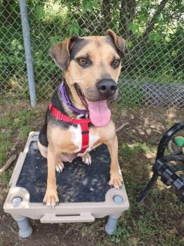 Jake -  Hound Dog Available for Adoption in Middle Township, New Jersey - Jake | PetCurious