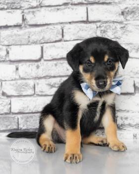 Sheldon -  Labrador Retriever and Retriever Dog for Adoption in Tuscaloosa, Alabama - Sheldon | PetCurious