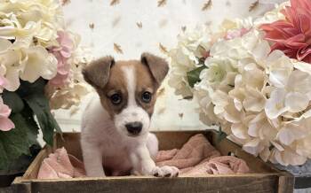 Pine -  Terrier Dog for Adoption in Newberg, Oregon - Pine | PetCurious