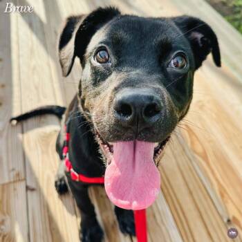 Brave -  Black Labrador Retriever and Mixed Breed Dog for Adoption in Hopkinton, Massachusetts - Brave | PetCurious