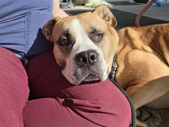 SAMUS -  Pit Bull Terrier Dog for Adoption in Kent, Washington - SAMUS | PetCurious