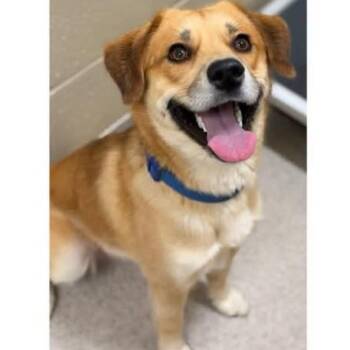 Mason -  Labrador Retriever and Mixed Breed Dog for Adoption - Mason | PetCurious