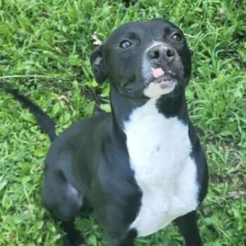 Mr pickles -  Black Labrador Retriever and Mixed Breed Dog for Adoption in Spring Hill, Kansas - Mr Pickles | PetCurious