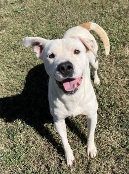 Rescue Mixed Breed Dogs for Adoption in Chickasha, Oklahoma - Twix | PetCurious