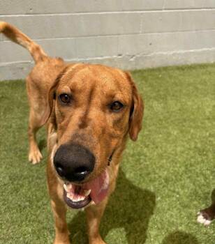 Rescue Labrador Retriever Dogs for Adoption in Las Vegas, Nevada - Rufus | PetCurious