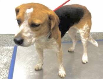 Beagle Dogs Available for Adoption in Houston, Texas - A654416 | PetCurious