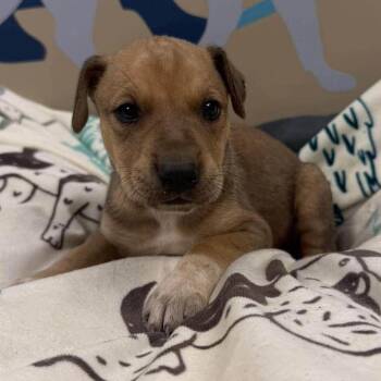 Enzo -  Shepherd and Mixed Breed Dog for Adoption - Enzo | PetCurious