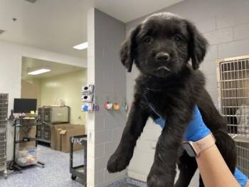 Labrador Retriever and Mixed Breed Dogs Available for Adoption - A1900728 | PetCurious