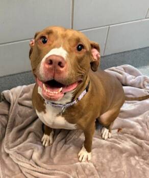 ALLEGRA -  Pit Bull Terrier Dog Available for Adoption in Leesburg, Virginia - ALLEGRA | PetCurious