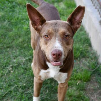 Chocolate Labrador Retriever Dogs Available for Adoption in Beaumont, Texas - Crouton | PetCurious