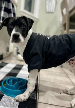 Brittany Spaniel Dogs Available for Adoption - Alfie | PetCurious