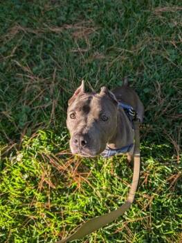 Pit Bull Terrier Dogs Available for Adoption - Skye (160207) (In A Foster Home) | PetCurious