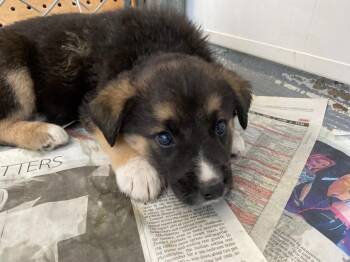 Shepherd and Great Pyrenees Dogs Available for Adoption in Winnipeg, Manitoba - Fern | PetCurious