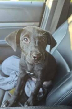 ELLIE -  Labrador Retriever Dog for Adoption in Charlotte, North Carolina - ELLIE | PetCurious