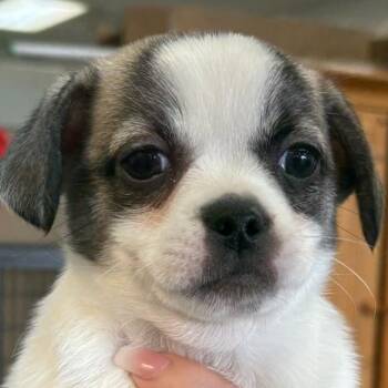 Pekingese and Chihuahua Dogs Available for Adoption - Rebok | PetCurious