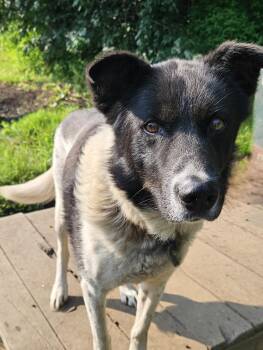 Rescue Husky Dogs for Adoption in Jefferson, New Hampshire - York | PetCurious