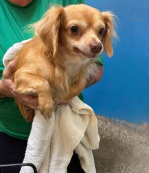 Surfer -  Mixed Breed Dog for Adoption in Ocala, Florida - Surfer | PetCurious